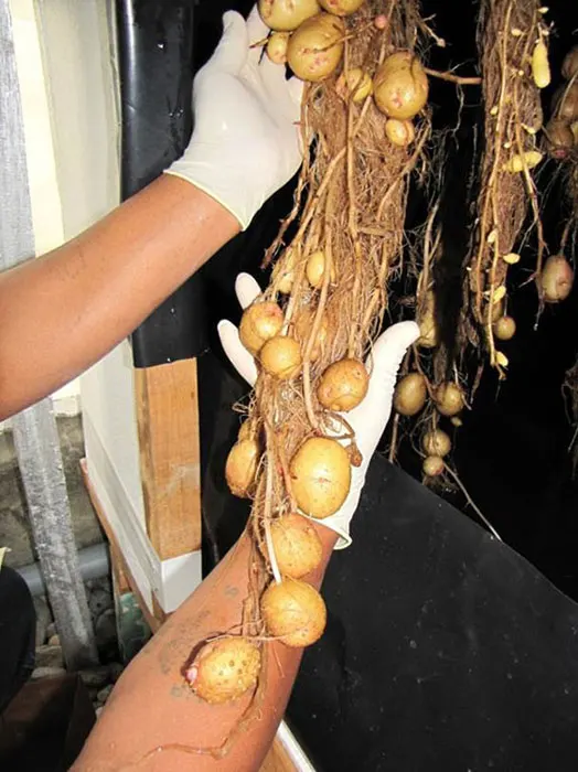 Growing potatoes with aeroponics