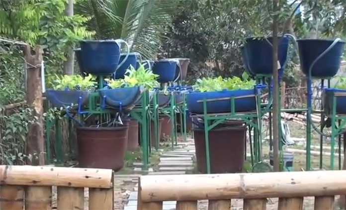 Simple DIY Aquaponic System Made With Barrels - Off Grid World