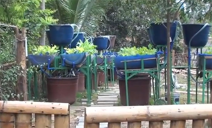 Simple DIY Aquaponic System Made With Barrels