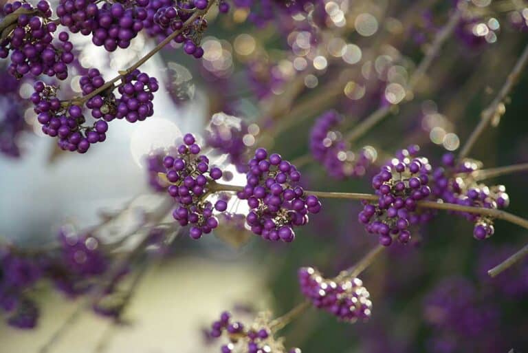 Leaves From Beautyberry Plant Produce Natural Insect Repellent!