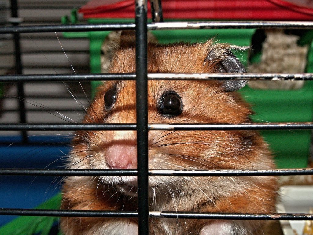 hamster