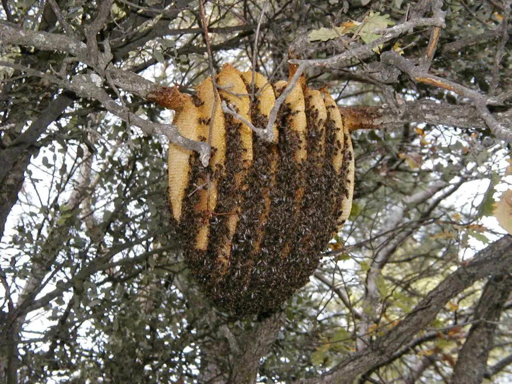 Natural Bee Hive