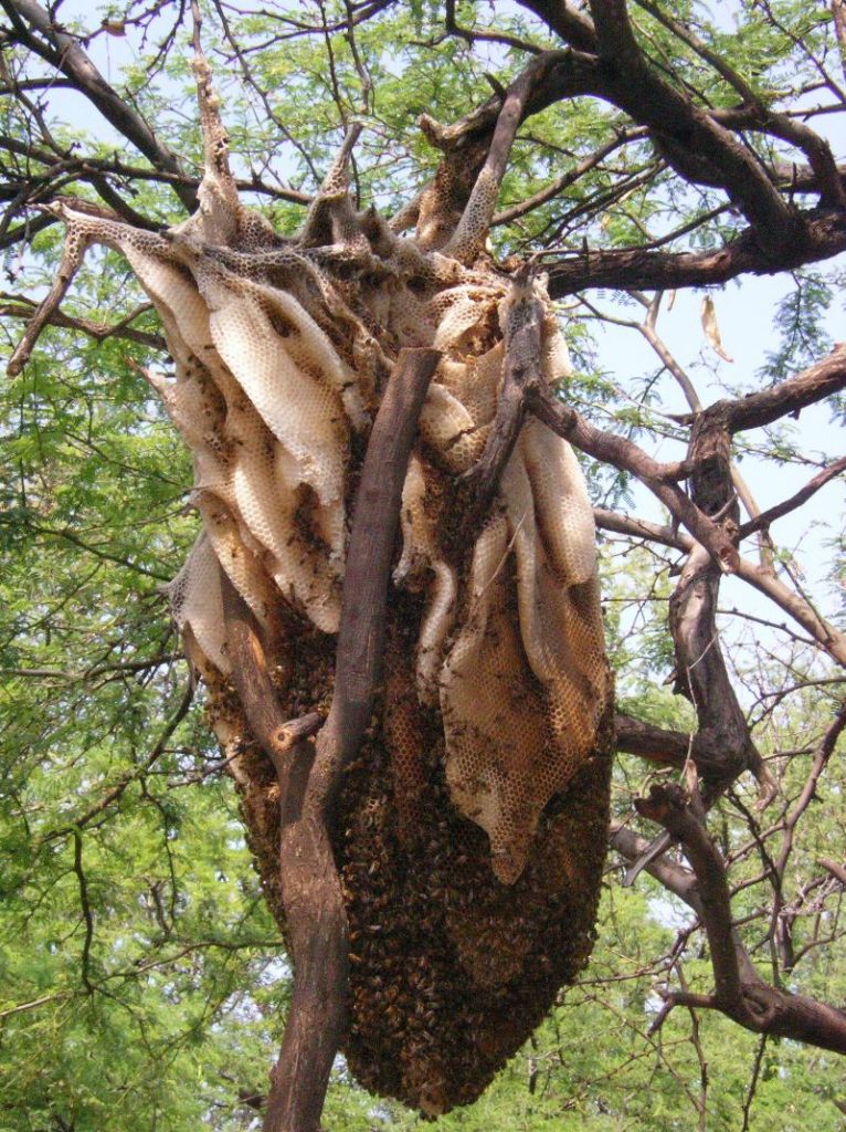 The Sun Hive: A Majestically Beautiful Bee Hive That Could ...