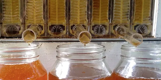 Flow hive honey on tap