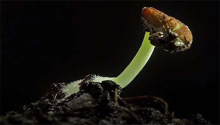 Seed sprouting germination video