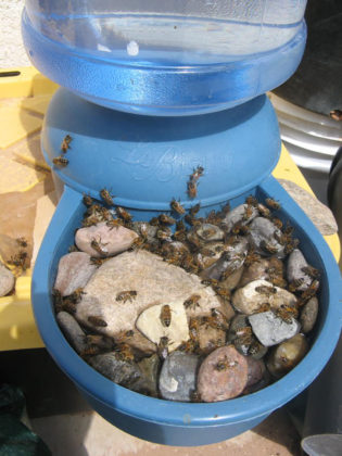 Protect Your Local Pollinators With A DIY Bee Watering Station - Off ...