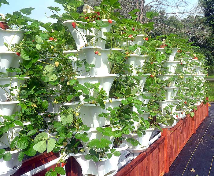 What can you grow in aquaponics garden Aquaponics and greenhouses to grow produce year-round planned by Garden of Health