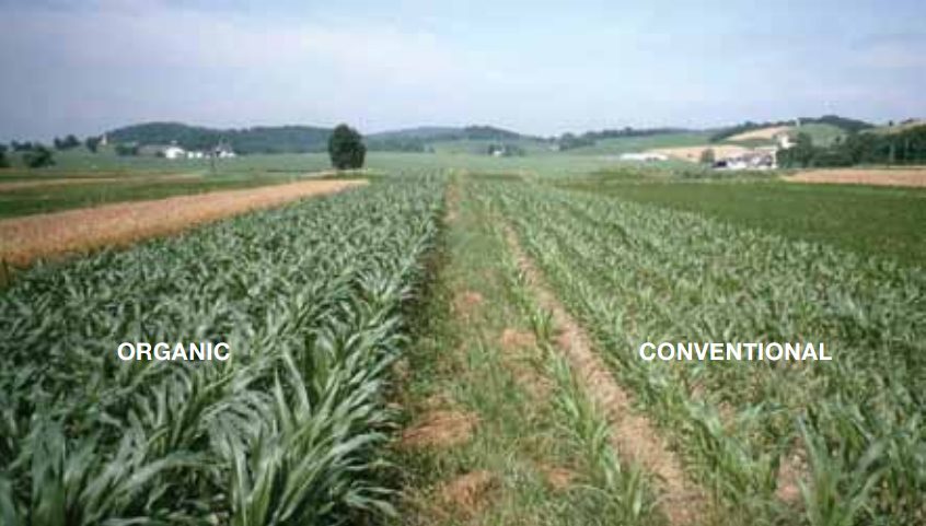 Does Organic Farming Outperform Conventional Farming?