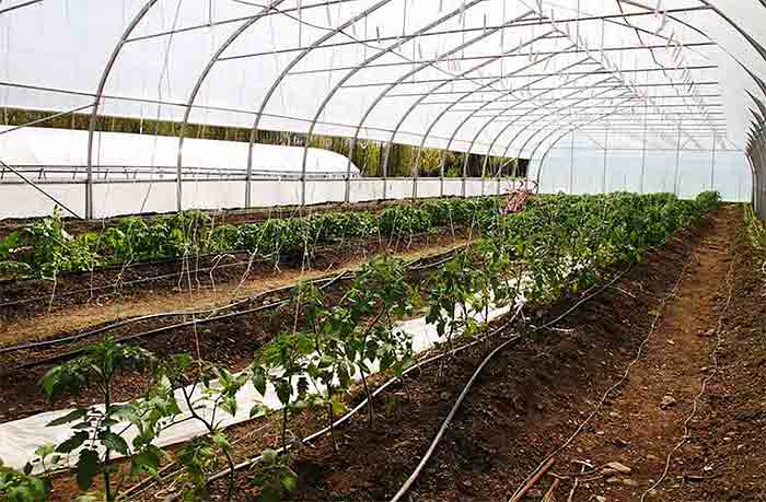 Greenhouse growing