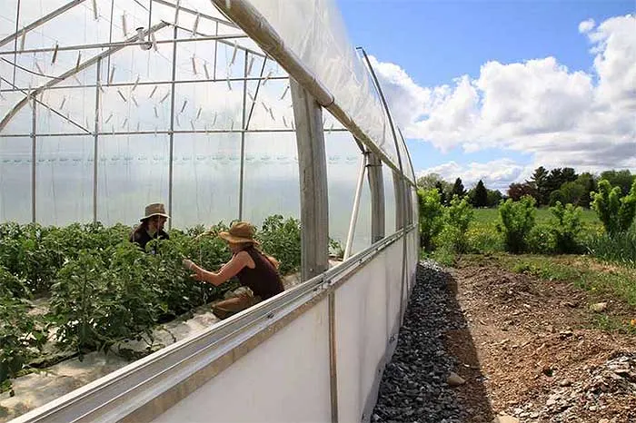 Organic greenhouse gardening