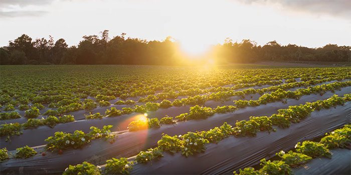 Strawberry Farmer Proves Organic is Better & Healthier