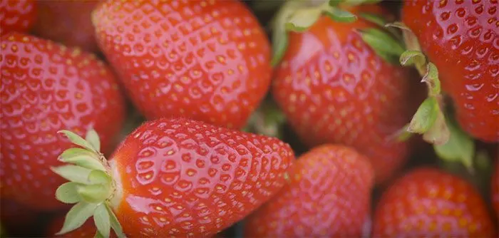 strawberryfarm2