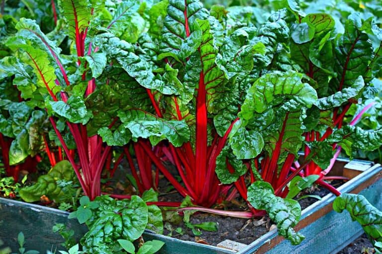 Volunteer Group of Urban Farmers Is Turning Florida Lawns Into Food
