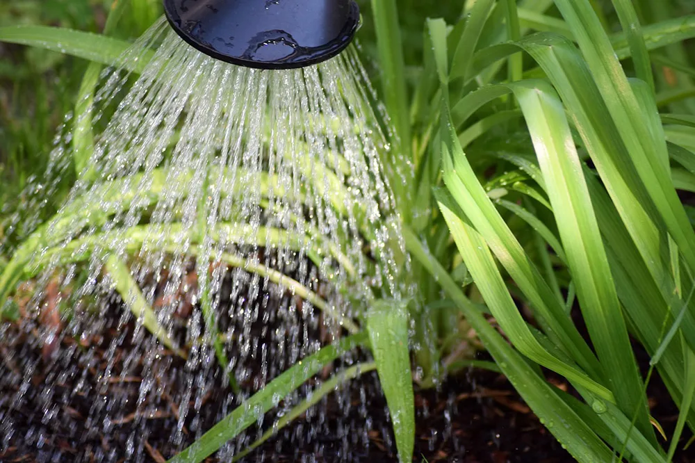 Laundry-to-Garden: How to Irrigate with Graywater - Modern Farmer