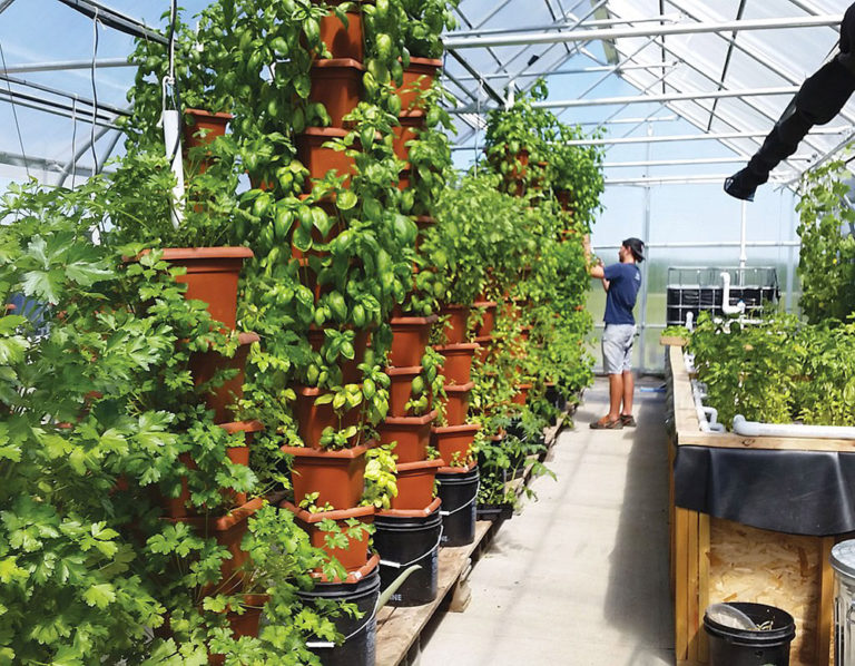 vertical aquaponic system