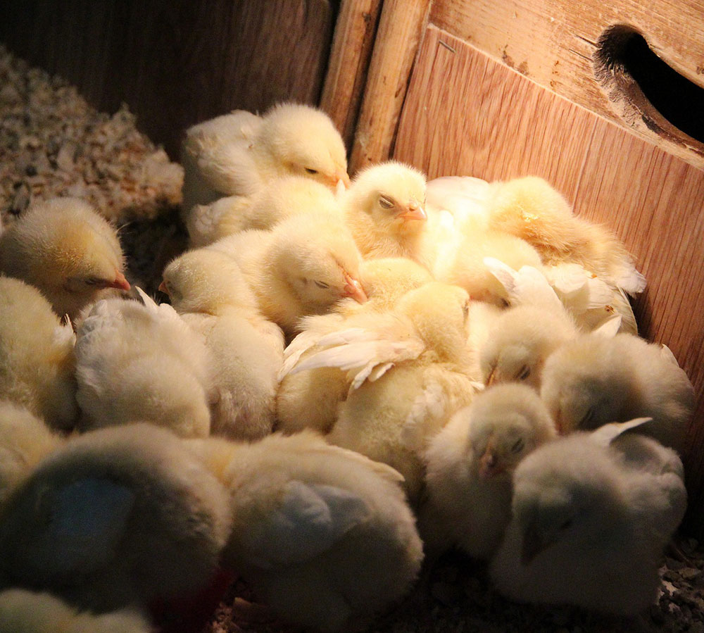 Off grid ways to keep chickens warm