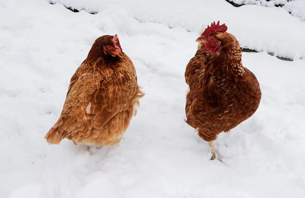 Off grid ways to keep chickens warm in winter