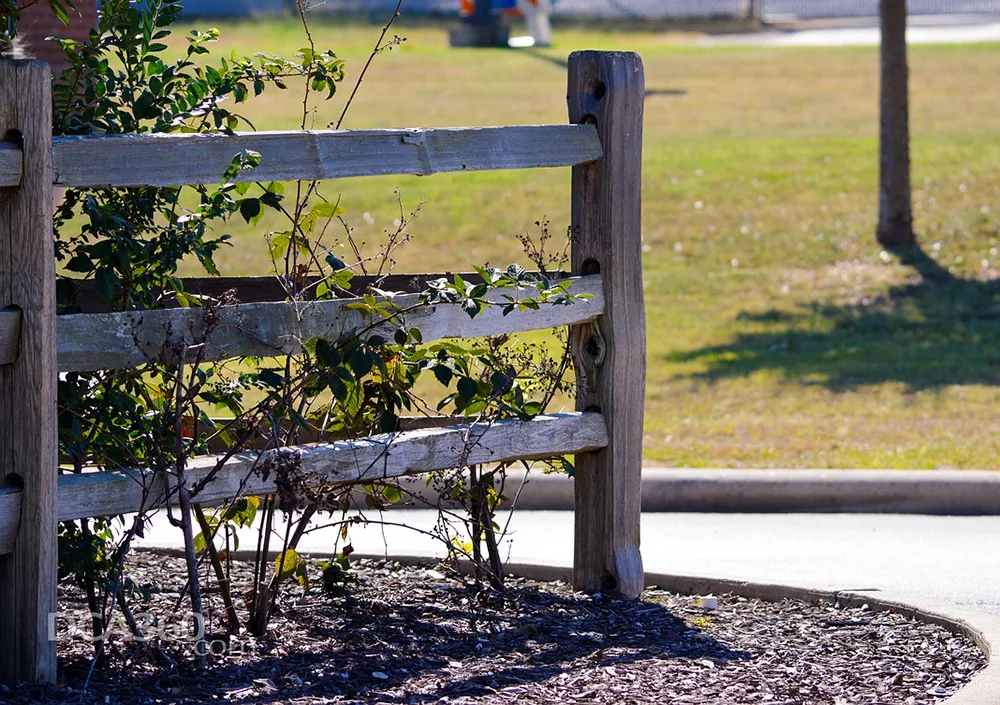 low maintenance garden