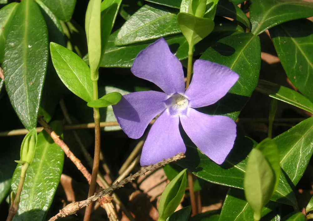 low maintenance garden