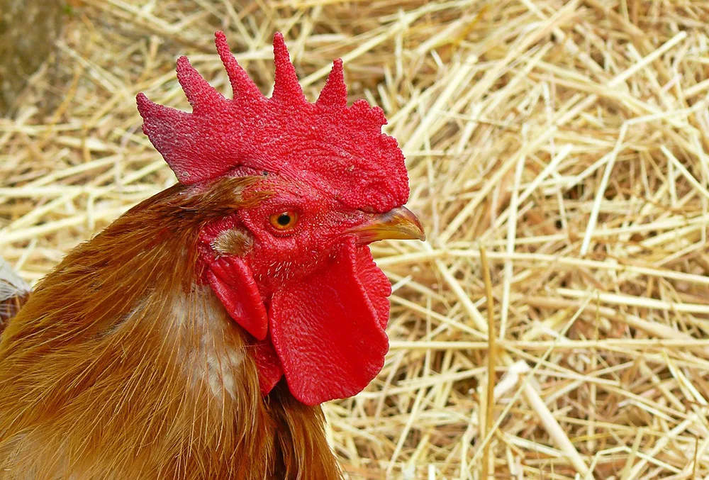 Off grid ways to keep chickens warm