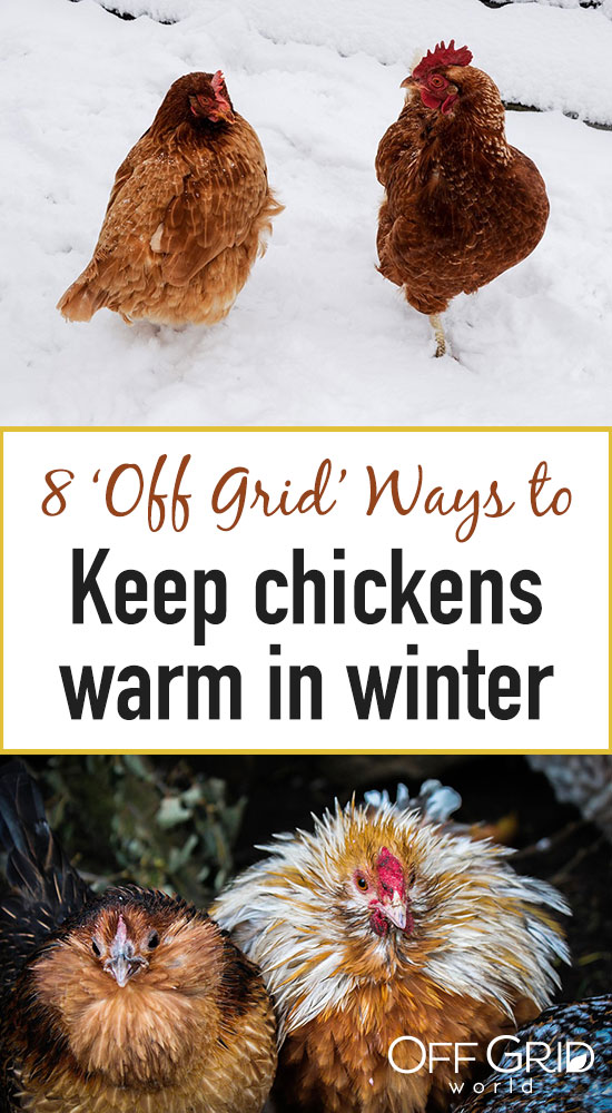 8-off-the-grid-ways-to-keep-chickens-warm-in-winter-off-grid-world