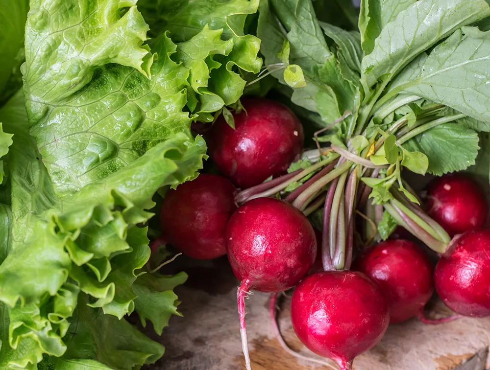Radishes - a fast growing vegetable