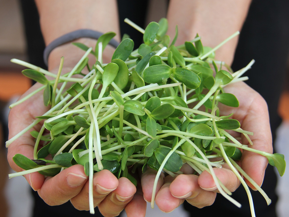 Sunflower shoots