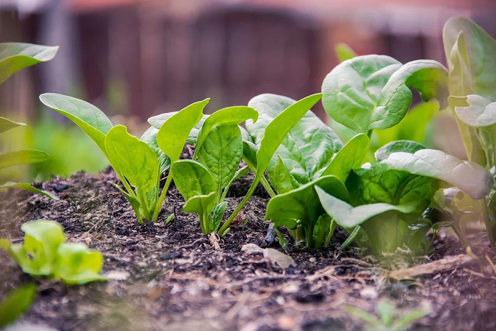 Spinach is a fast growing vegetable
