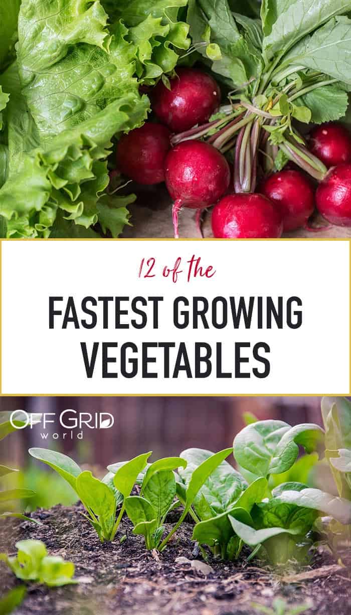 Fastest growing vegetables