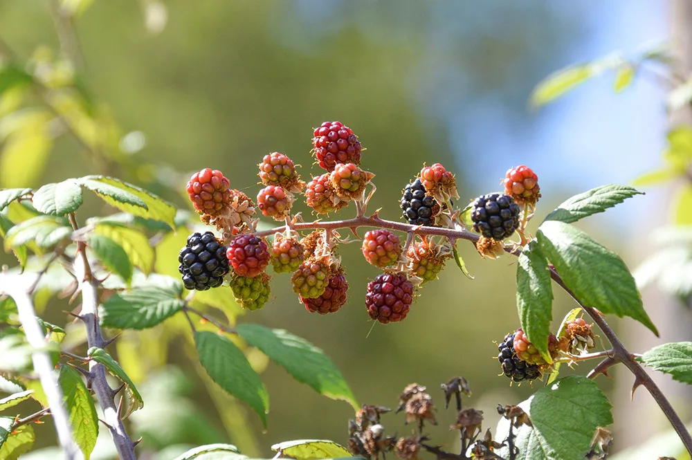 fruit garden