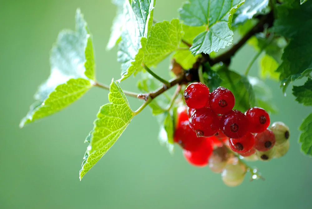 fruit garden