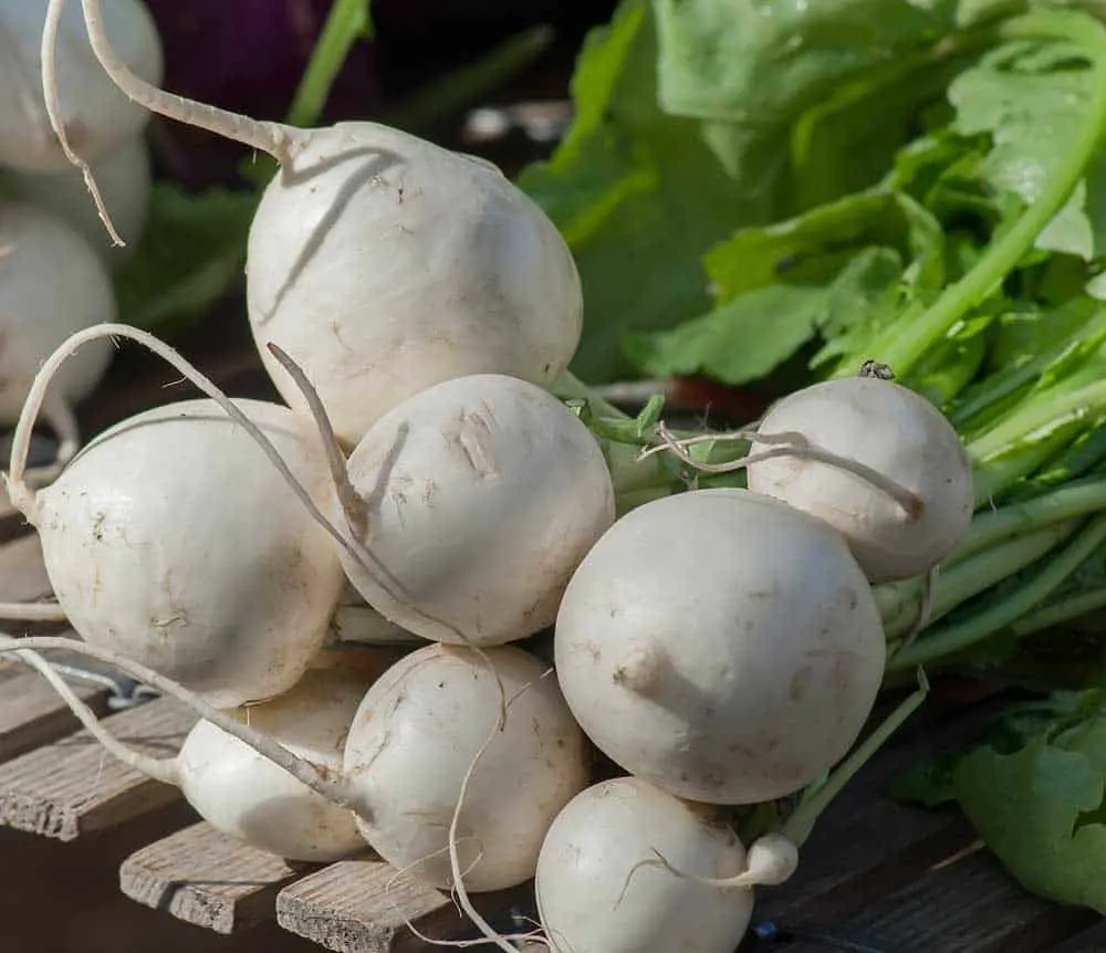 Garden turnips