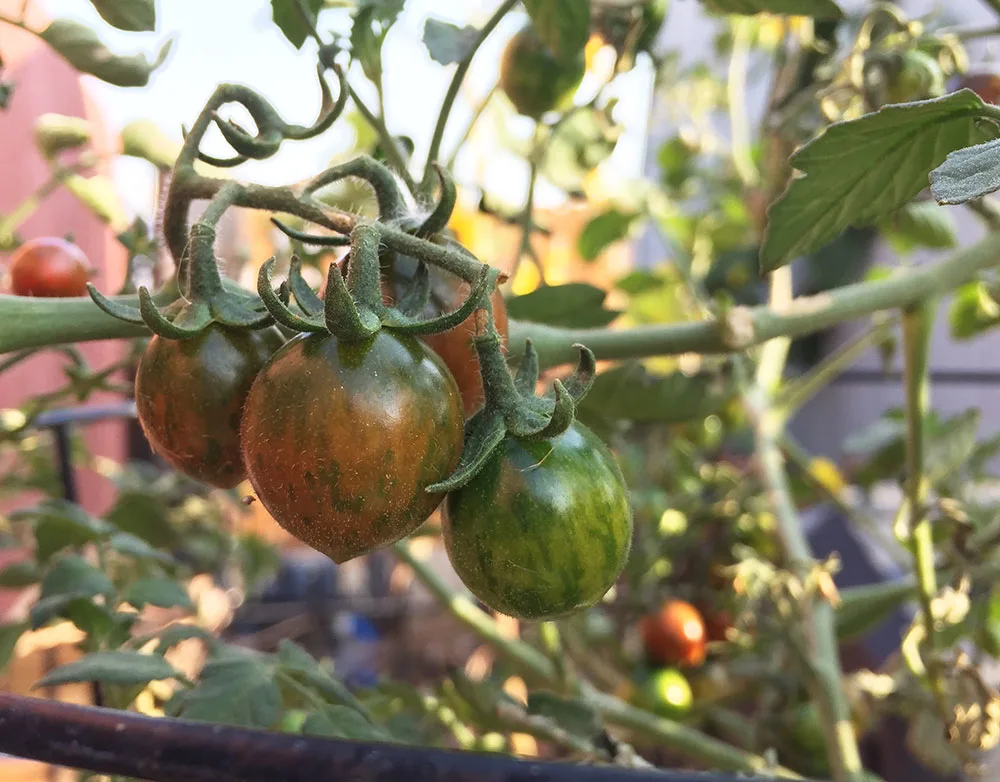 hybrid cherry tomatoes