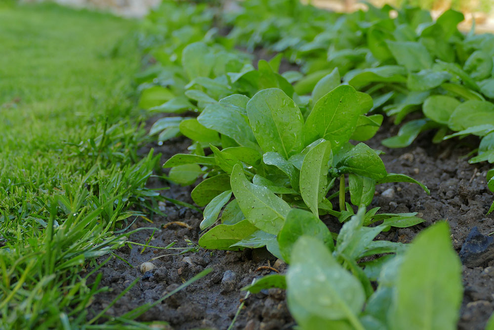 sedentary farming