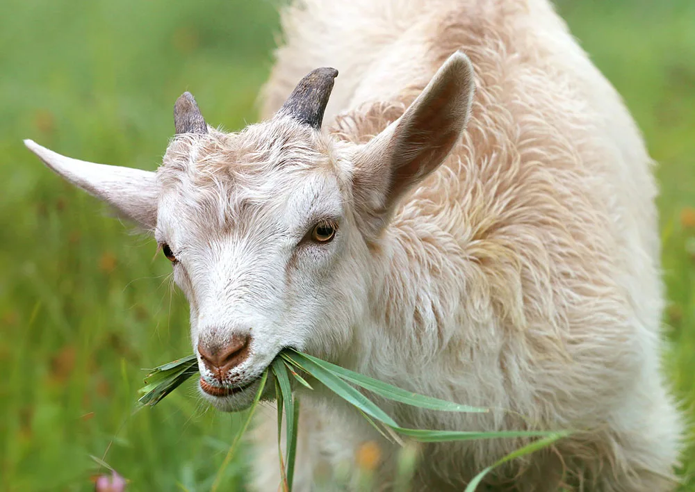 Raising goats on a farm
