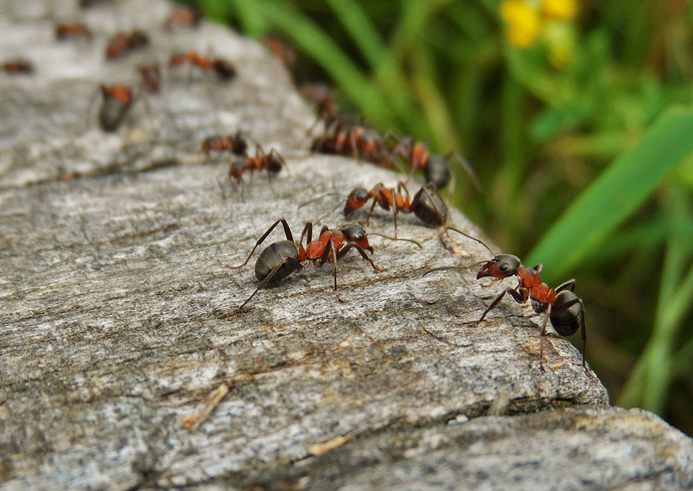 Biomimicry - ants