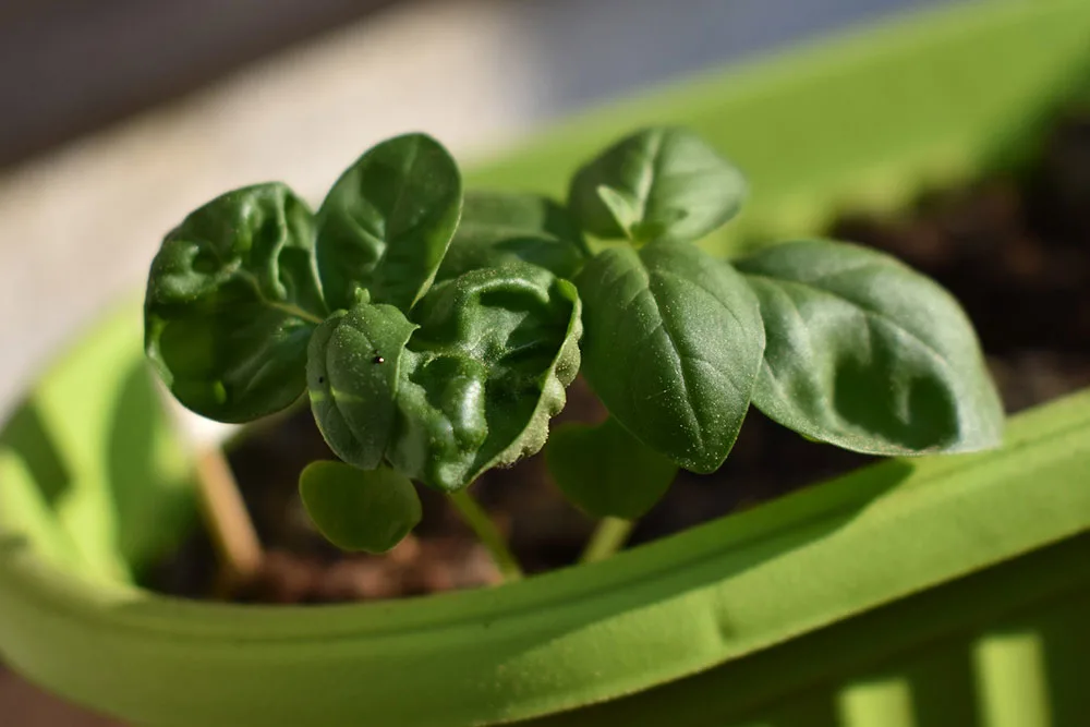 Indoor gardening