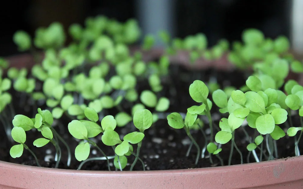 How to grow cress: indoors or in the garden