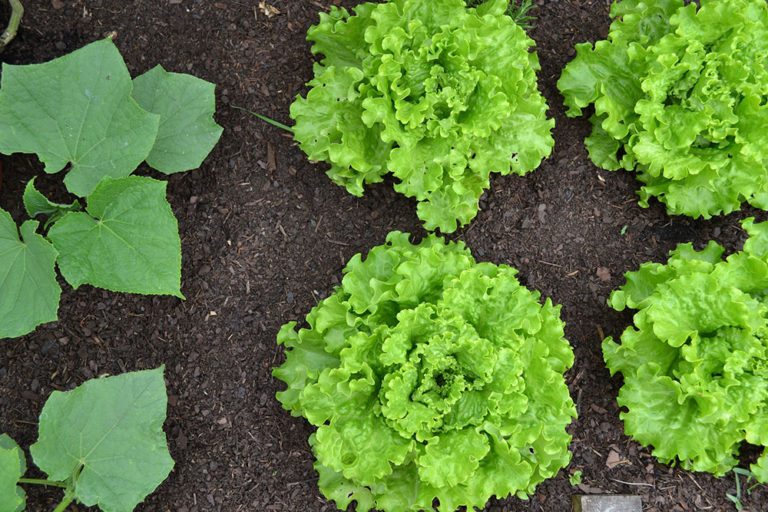 Companion planting