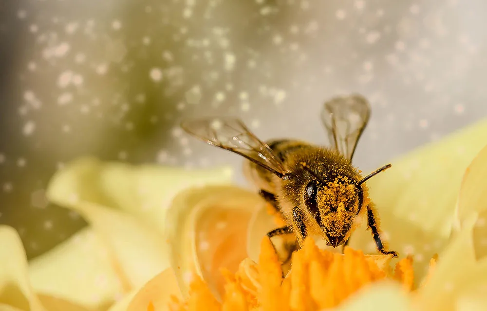 Protecting bees from pesticides