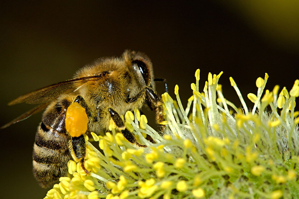 Protecting bees from pesticides