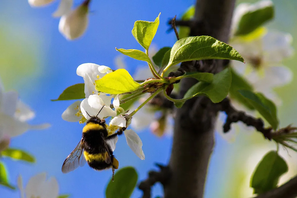 Importance of protecting bees from pesticides