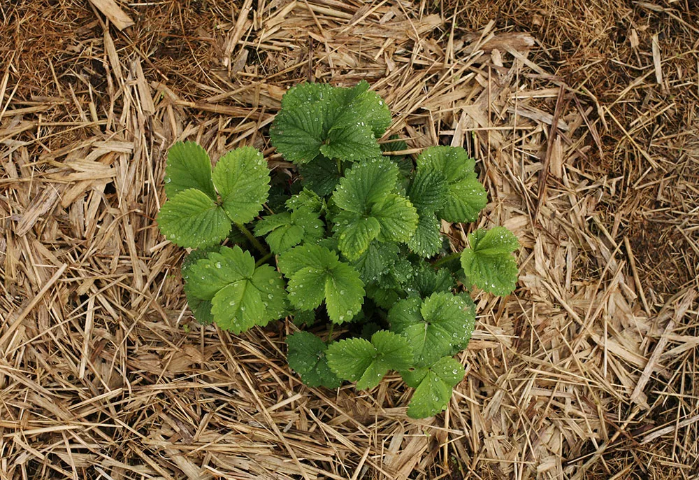 Use straw to keep weeds out of your garden