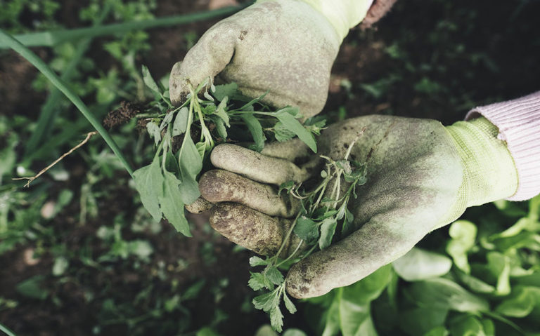 DIY weed killer