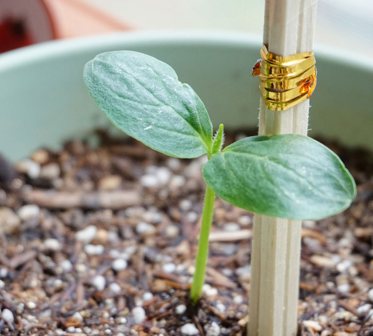 A Complete Guide To Growing Cucumbers In Containers Off Grid World 8432