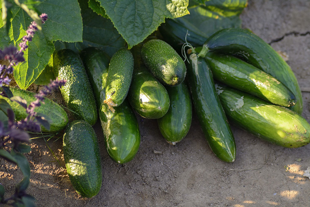 Growing cucumbers in pots