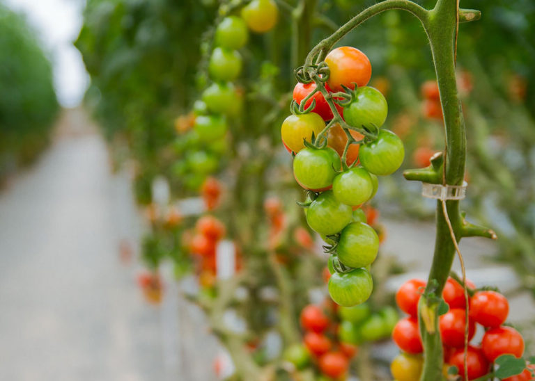 Benefits of aeroponic growing