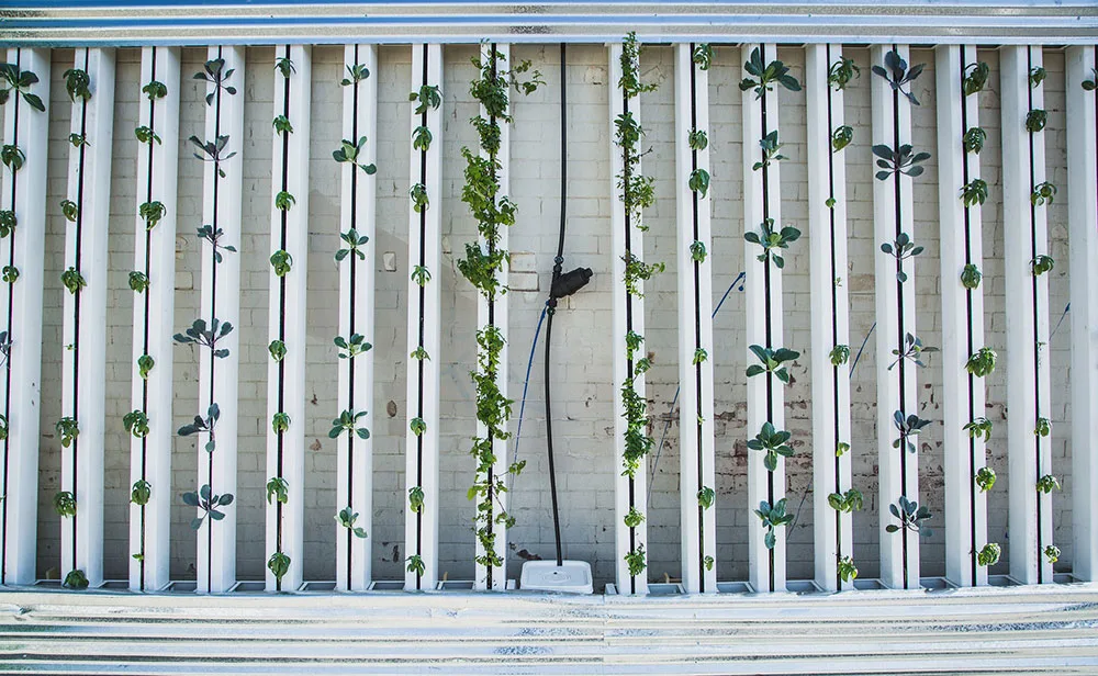 Benefits of aeroponic growing