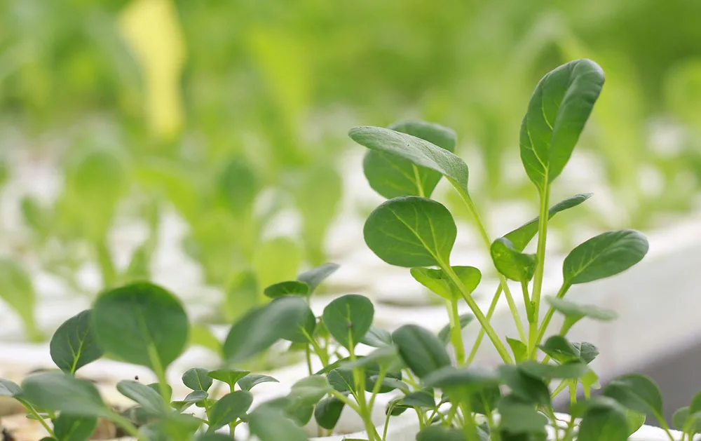 Benefits of aeroponic growing