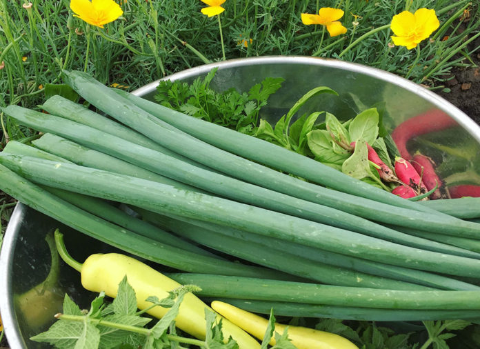 How To Harvest And Preserve Green Onions - Off Grid World